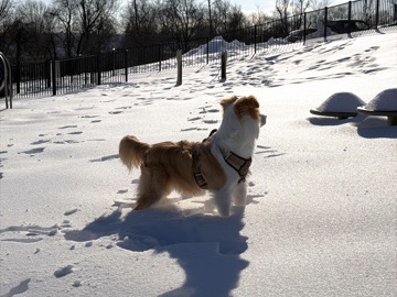 Border Collie – Friendly 8-Month Border Collie Puppy Looking for a Loving Home – Middletown