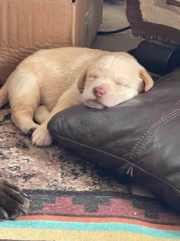 Labrador Retriever – 9 Pure Blue Labs