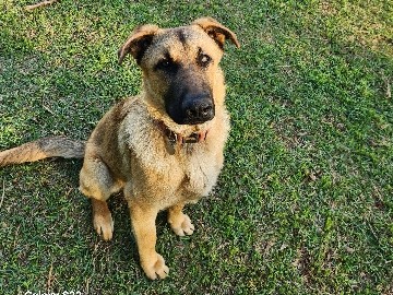 German Shepherd – Full Blooded German Shepherd – Shelby