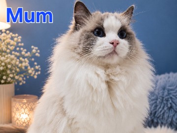 Ragdoll – TICA Bicolour Ragdoll Kittens-ChampionBloodlines – Blackburn with Darwen