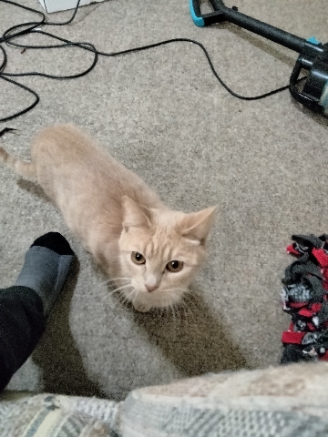 Persian (Modern) – re-home/adopt