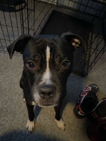 handsome blue nose Pit