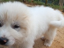 Great Pyrenees – Great Pyrenees