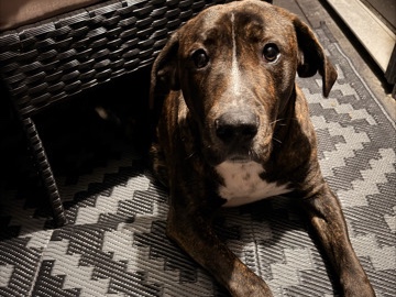 Rhodesian Ridgeback – Rehome Freyr – Chesapeake