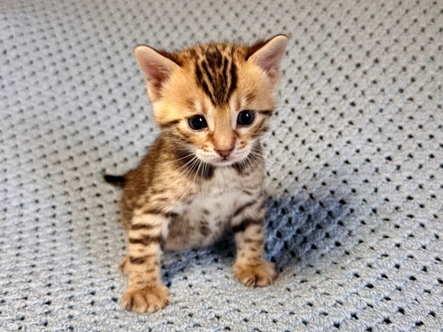  Bengal kittens 