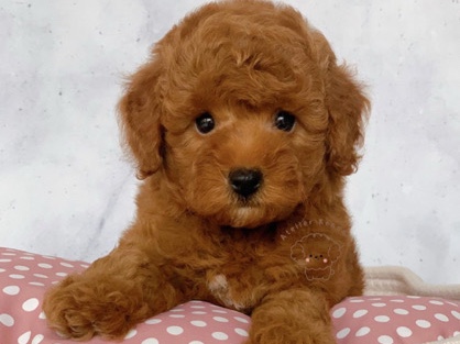 Poodle – AKC Championship bloodline Female – Atlanta