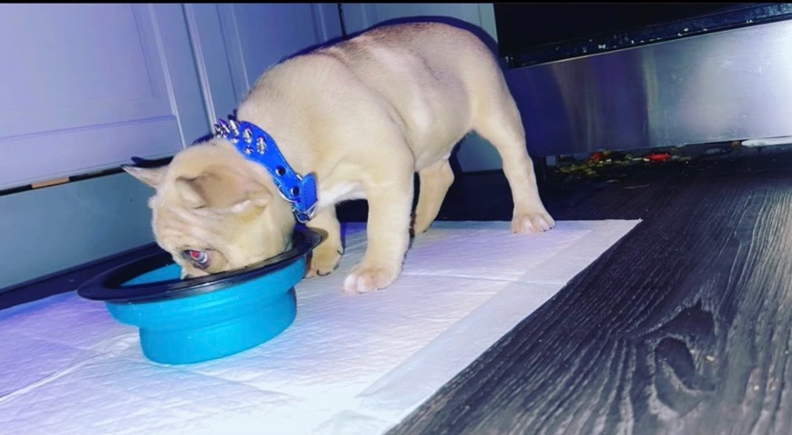 French Bulldog – SubZero