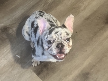 French Bulldog – Blue tri-color Merle French bulldog – Jacksonville