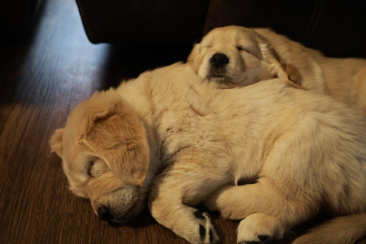 Golden Retriever – adorable puppies
