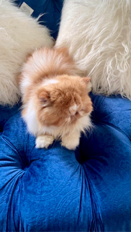 Persian (Modern) – Persian cat