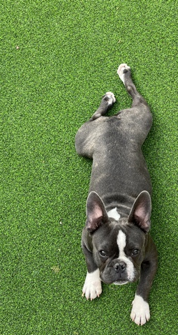 French Bulldog – French bulldog