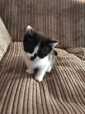 selling kittens