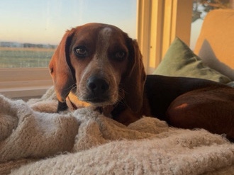Beagle – Rehoming Beagle – Charleston