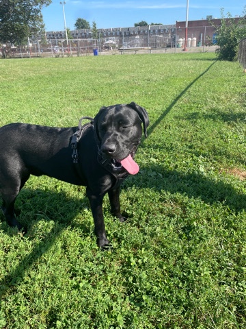 Labrador Retriever – energetic black lab
