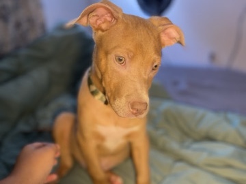 American Pit Bull Terrier - Looking to sell & Rehome my puppy.  available for adoption in Las Vegas