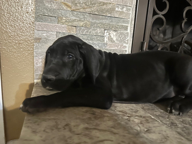 Great Dane – pure breed puppies for sale ( females)