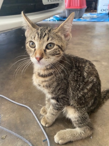 kitten