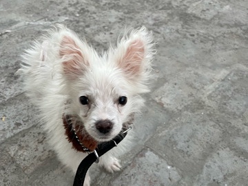 Pomeranian – selling pomeranian dog – Sonipat