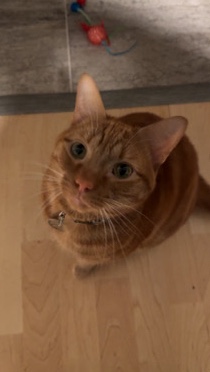 Russian White, Black and Tabby – Whiskey