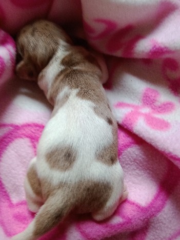 Dachshund – Daschound puppies