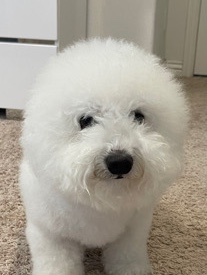 pure breed bichon