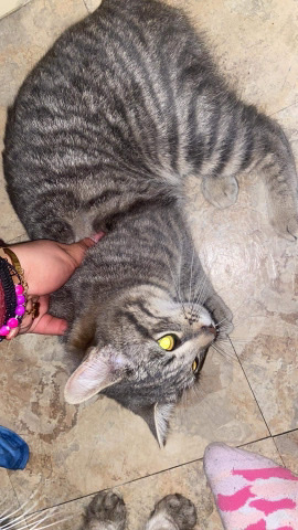 selling cats