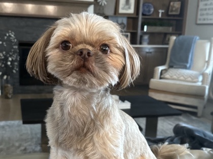 Shih Tzu – Shinese – Oklahoma City