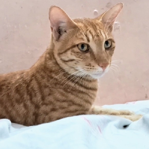 Russian White, Black and Tabby – Orange tabby for free adoption