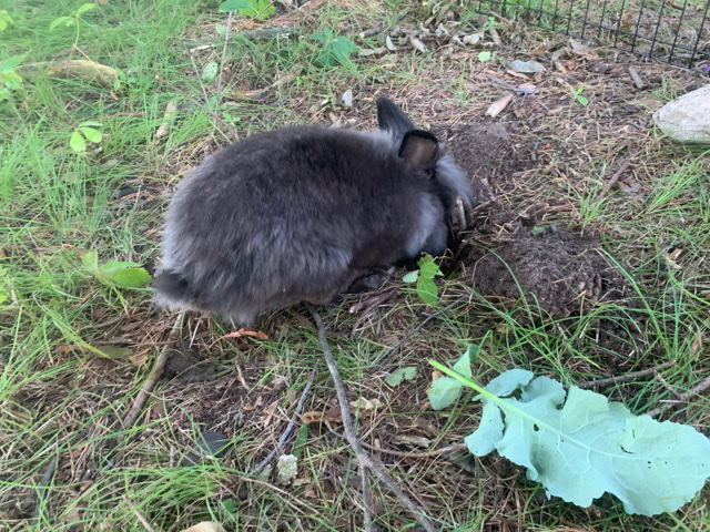 Lionhead – young lion head bunnies