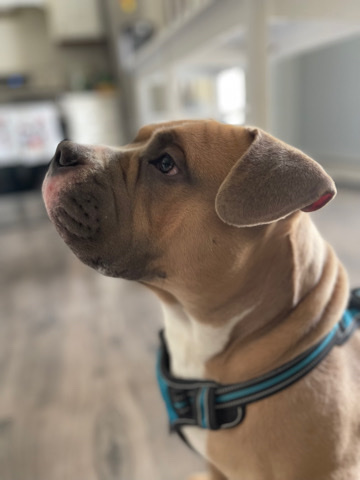 Staffordshire Bull Terrier – Pitbull Terrier For Sale