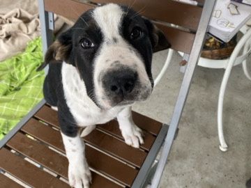 Rottweiler – Rottweiler jack Russel mix puppy – Cantonment