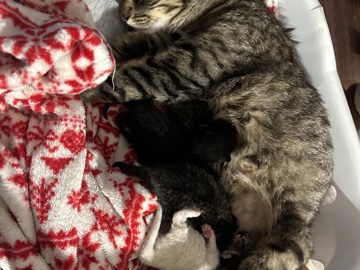 kitten for Rehoming – Austin