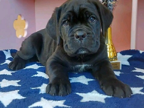 Cane Corso – cane corso puppies for adoption – Avon Park