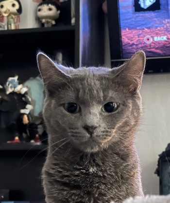 Free Grey kitty