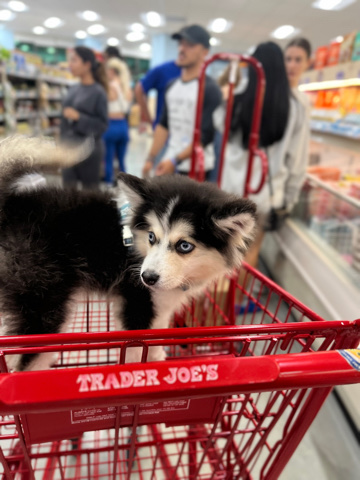 Rare Blue Eye Pomsky