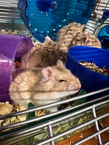 rehoming fee
