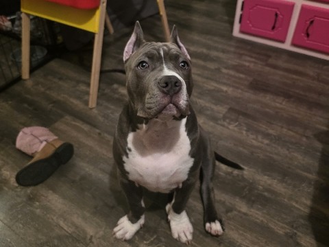 American staffy/bully ABKC Registered 