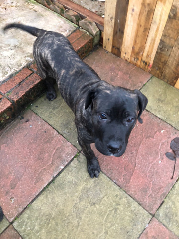 Perro de Presa Canario – canairio opressa