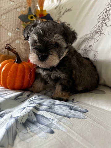 Miniature Schnauzer – Mini Schnauzer