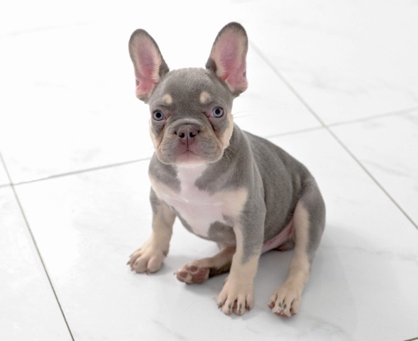French Bulldog – French Bulldog Puppy