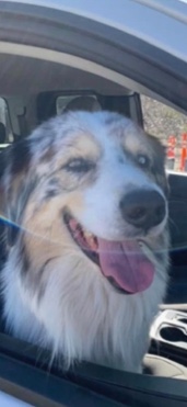Australian Shepherd – 3 year old Australian shepherd