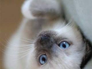 Snowshoe – snowshoe Siamese kitten rare kitten  male – Cleveland