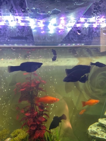 Mollies – black mollies