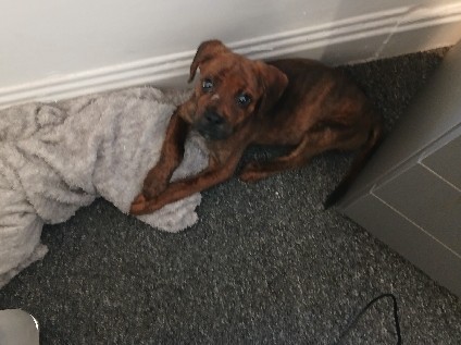 puppy staff cross with rottweiler 