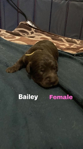 Poodle – Bernedoodles for sale