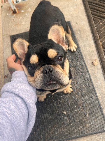 French Bulldog – Frenchie