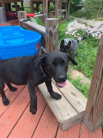 Labrador Retriever – Meet Pacificus