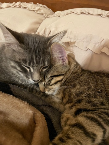 Two Kittens