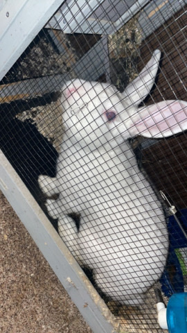 Flemish giant Male White needs to be rehomed fast 