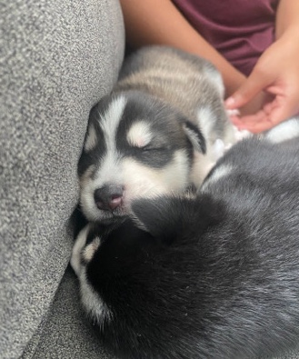 Siberian Husky – Husky Puppy